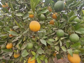 Villa d’Exception sur 6 000 m² - Villa à vendre - Agadir