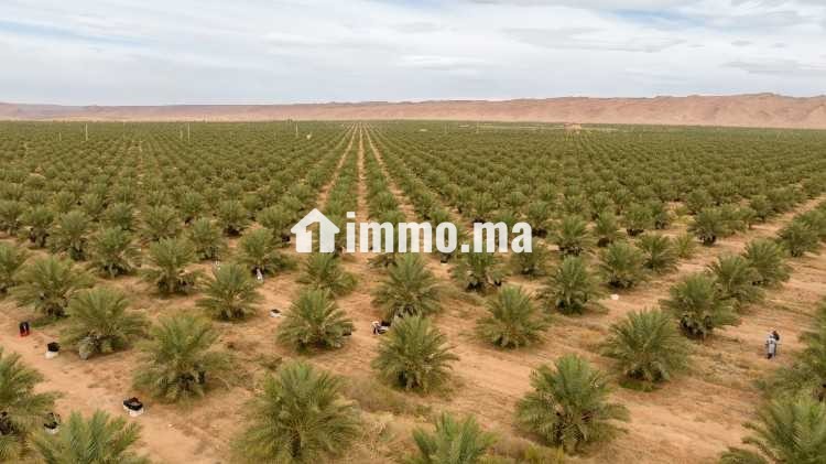 VENTE DES 3 FERMES A ERRACHIDIA - Vente Immobilier - Errachidia - photo 1