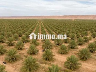 VENTE DES 3 FERMES A ERRACHIDIA - Terrain à vendre - Errachidia