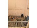 Riad en rénovation Titre Moukef a cote Dar Dbagh - miniature 3