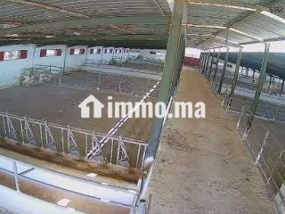 Location des entrepôts ou locaux de stockage - Local commercial à louer - Berrechid