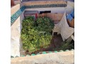 Riad avec Douirya à Dar Dabachi - miniature 1