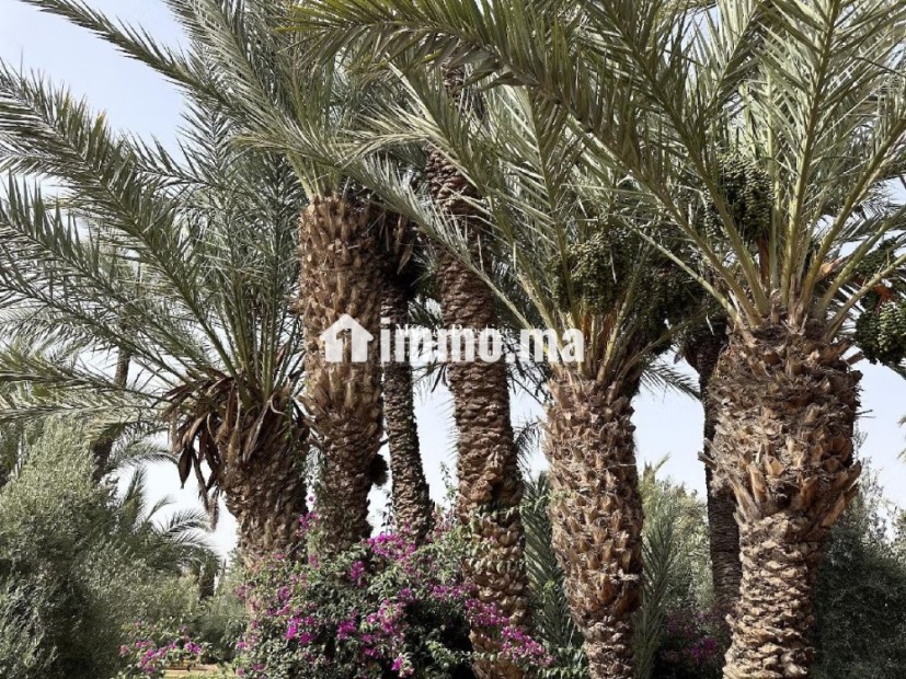 Circuit Palmeraie – Maison de Caractère à Vendre - Vente Immobilier - Marrakech - photo 4