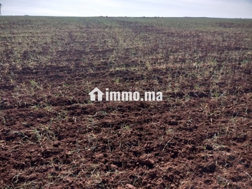 Terrain a gricole Region d'azemmour - Vente Immobilier - Azemmour - photo 5