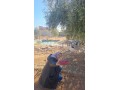 DOMAINE TOURISTIQUE HAUT STANDIING - miniature 4