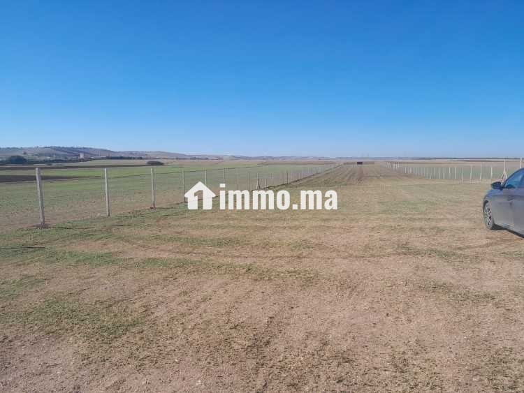 Ferme à vendredi - Vente Immobilier - Berrechid - photo 3