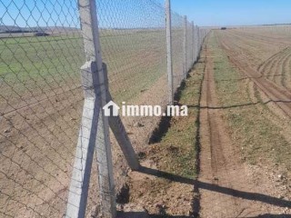 Ferme à vendredi - Terrain à vendre - Berrechid