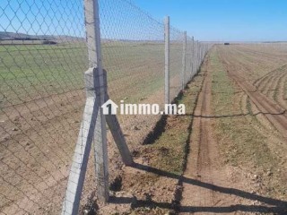 Ferme à vendredi - Terrain à vendre - Berrechid