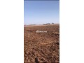 ارض للبيع محفظة تيتر فونصي هكتار و نصف - miniature 2