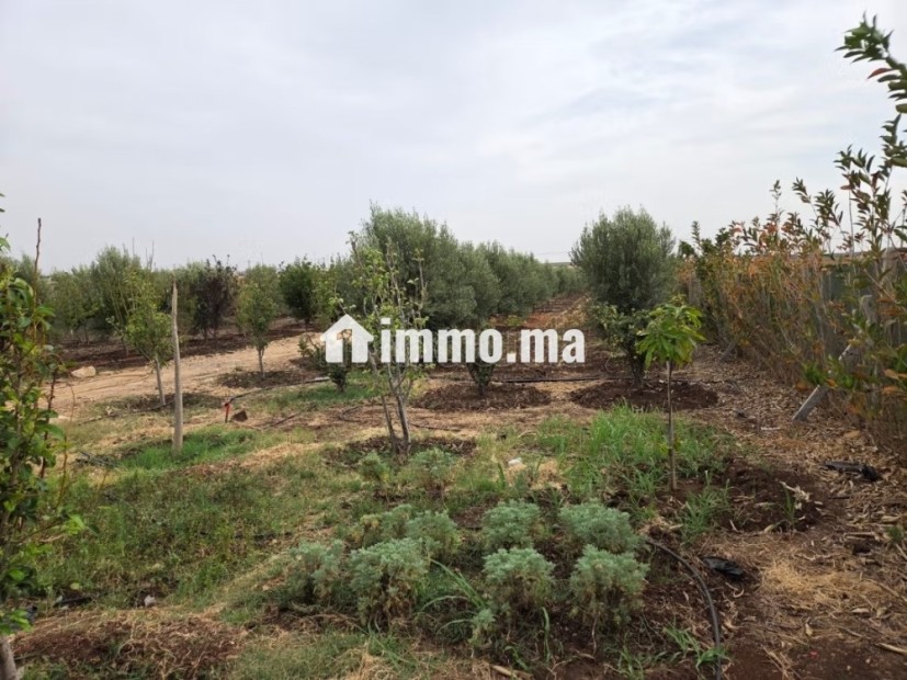 Ferme 4200 m² El Gara - Vente Immobilier - El Gara - photo 4