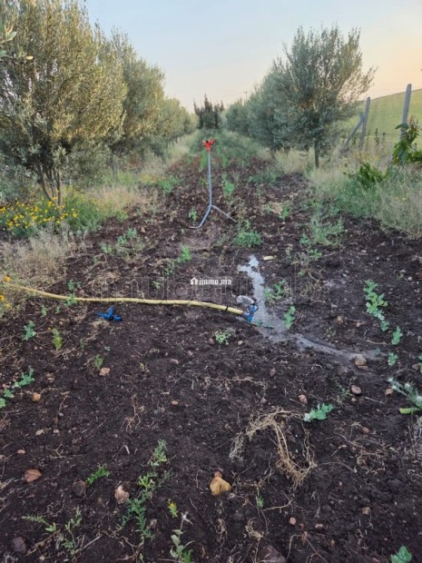 Ferme 4200 m² El Gara - Vente Immobilier - El Gara - photo 6