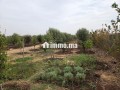 Ferme 4200 m² El Gara - miniature 4