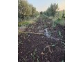 Ferme 4200 m² El Gara - miniature 6