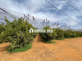 Ferme à vendre à immouzer kander - Terrain à vendre - Fes