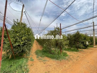 Ferme à vendre à immouzer kander - Terrain à vendre - Fes