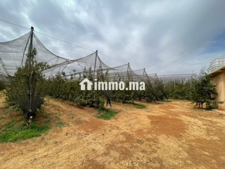 Ferme à vendre à immouzer kander - Terrain à vendre - Fes