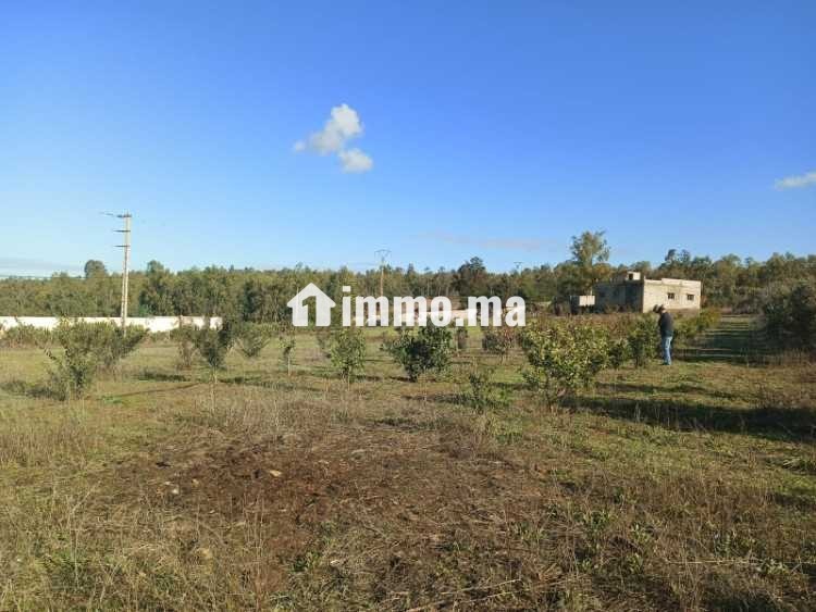 Ferme à vendre à sidi Yahya zaer - Vente Immobilier - Temara - photo 2
