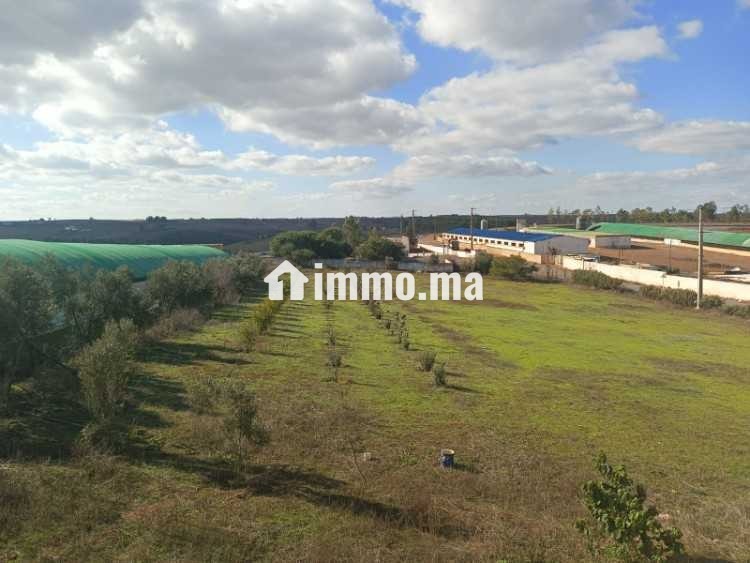 Ferme à vendre à sidi Yahya zaer - Vente Immobilier - Temara - photo 3