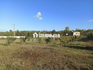 Ferme à vendre à sidi Yahya zaer - Terrain à vendre - Temara