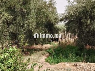 Terrain de 2500 mXm Melkiya Sidj Rjggat - Terrain à vendre - Marrakech