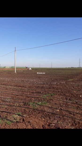 أرض فلاحية نواحي برشيد - Vente Immobilier - Berrechid - photo 1