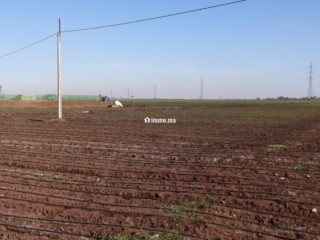 أرض فلاحية نواحي برشيد - Terrain à vendre - Berrechid