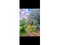 À Vendre – Ferme de 9.000 m² à Ourika Marrakech - miniature 6