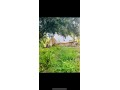 À Vendre – Ferme de 9.000 m² à Ourika Marrakech - miniature 7