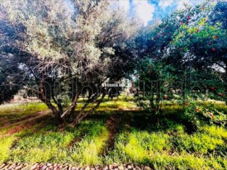 À Vendre – Ferme de 9.000 m² à Ourika Marrakech - Terrain à vendre - Marrakech