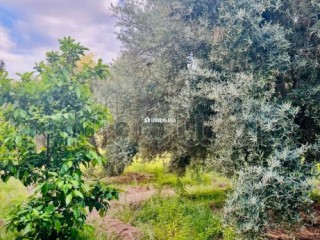 À Vendre – Ferme de 9.000 m² à Ourika Marrakech - Terrain à vendre - Marrakech