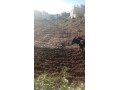 Vente de terrain à Azla. Surface de 3800 m² - miniature 5
