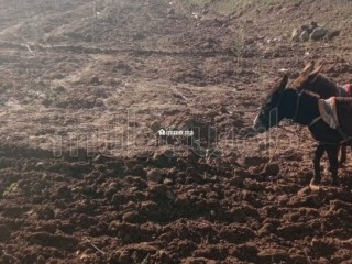 Vente de terrain à Azla. Surface de 3800 m² - Terrain à vendre - Autre
