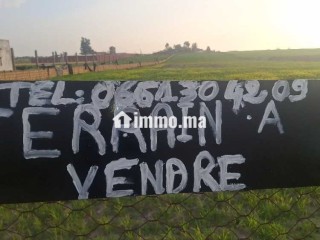Terrain agricol titré 1.4 ha SIDI EL MEKKI berrec - Terrain à vendre - Berrechid