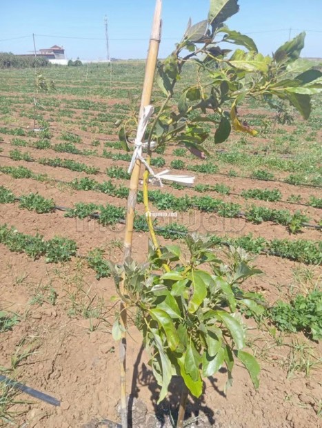 Agréable ferme à vendre à Larache. Surface totale 290000 m² - Vente Immobilier - Larache - photo 1