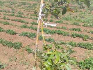 Agréable ferme à vendre à Larache. Surface totale 290000 m² - Terrain à vendre - Larache