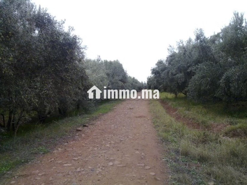Opportunité Rare: Domaine Agricole et touristique 32 Ha à 15 min de Marrakech - Vente Immobilier - Marrakech - photo 3