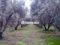 Opportunité Rare: Domaine Agricole et touristique 32 Ha à 15 min de Marrakech - miniature 2