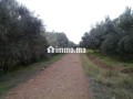 Opportunité Rare: Domaine Agricole et touristique 32 Ha à 15 min de Marrakech - miniature 3