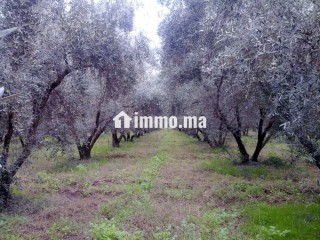 Opportunité Rare: Domaine Agricole et touristique 32 Ha à 15 min de Marrakech - Appartement à vendre - Marrakech