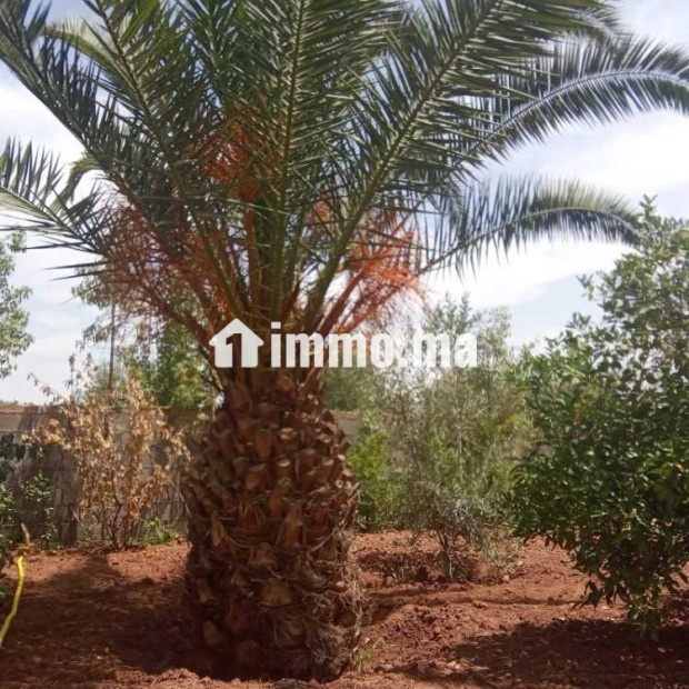 Belle villa à vendre à route de l'ourika marrakech - Vente Immobilier - Marrakech - photo 4