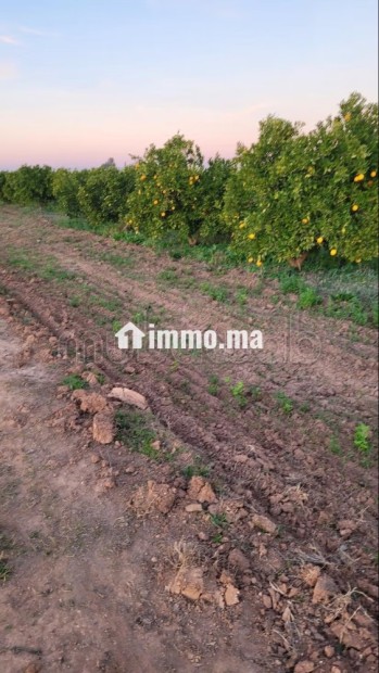 Terrain agricole à vendre - Vente Immobilier - Beni Mellal - photo 1