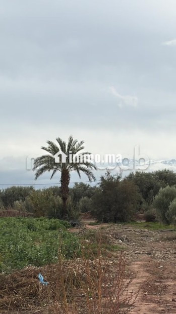 Terrain bien situé, de 22 000 m2, fort potentiel - Vente Immobilier - Marrakech - photo 4