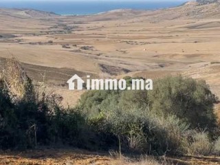 أرض محفظة للبيع 10530 متر – موقع مزيان - Terrain à vendre - Larache