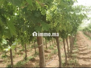 Ferme à 1 km à coûté de Meknès - Terrain à vendre - Meknes
