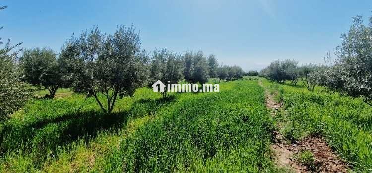 Ferme titré avec villa et piscine privée a vendre - Vente Immobilier - Marrakech - photo 5