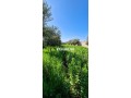Ferme titré avec villa et piscine privée a vendre - miniature 3