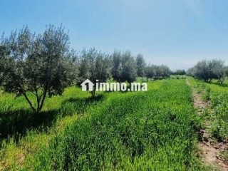 Ferme titré avec villa et piscine privée a vendre - Terrain à vendre - Marrakech