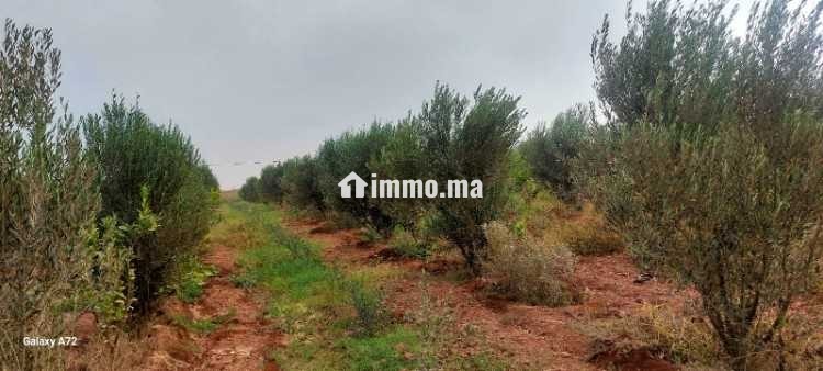 Terrain a vendre issen agadir - Vente Immobilier - Agadir - photo 4