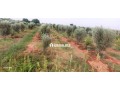 Terrain a vendre issen agadir - miniature 3