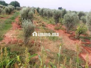 Terrain a vendre issen agadir - Terrain à vendre - Agadir